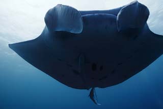 Foto, materieel, vrij, landschap, schilderstuk, bevoorraden foto,Het worden naar een manta gedekken, Manta, Koraal, In de zee, Onderwatere foto