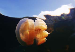 Foto, materieel, vrij, landschap, schilderstuk, bevoorraden foto,Een kiekendief jellyfish, Kwal, , , 