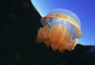 Foto, materieel, vrij, landschap, schilderstuk, bevoorraden foto,Naar een jellyfish, de lucht, Kwal, , , 