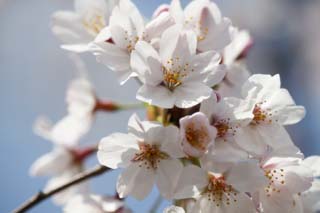 Foto, materieel, vrij, landschap, schilderstuk, bevoorraden foto,Ontspringen van een Yoshino kers boom, Kers boom, , , Yoshino kers boom