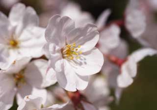 Foto, materieel, vrij, landschap, schilderstuk, bevoorraden foto,Een kers boom bloemen, Kers boom, , , Yoshino kers boom