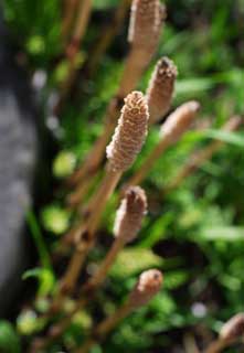 Foto, materieel, vrij, landschap, schilderstuk, bevoorraden foto,Een veld horsetail, Horsetail, Plaats in het veld horsetail, , 