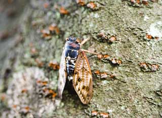 Foto, materieel, vrij, landschap, schilderstuk, bevoorraden foto,Een cicada, Cicada, Cigala, , De dop