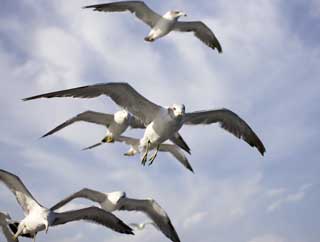 Foto, materieel, vrij, landschap, schilderstuk, bevoorraden foto,Mengsel van een gull, Gull, , , Vlucht