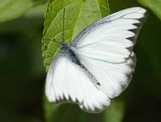 Foto, materieel, vrij, landschap, schilderstuk, bevoorraden foto,Een pauze van een witte vlinder, Vlinder, , , 