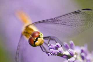 Foto, materieel, vrij, landschap, schilderstuk, bevoorraden foto,Het is een libelle naar een lavendelblauw, Libelle, , , Veren