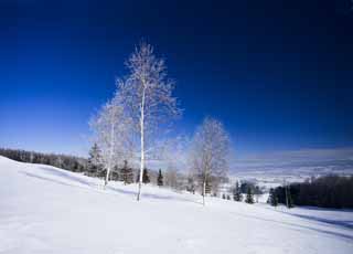 Foto, materieel, vrij, landschap, schilderstuk, bevoorraden foto,De rime op de bomen en een blauwe lucht, Blauwe lucht, Hét rime op de bomen, Besneeuwd veld, Blanke berken