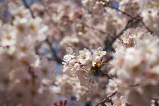 Foto, materieel, vrij, landschap, schilderstuk, bevoorraden foto,Kers boom gevulde bloem bloem, Kers boom, , , Yoshino kers boom