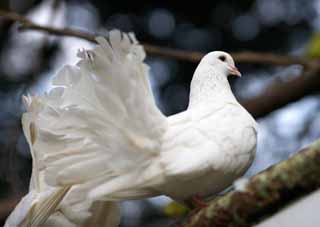 Foto, materieel, vrij, landschap, schilderstuk, bevoorraden foto,Witte duiven, Hato, Duif, Dove, Vleugel