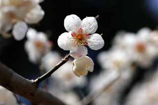 Foto, materieel, vrij, landschap, schilderstuk, bevoorraden foto,Plum boomgaard's White Plum Flower, UME, Pruimen, Pruim, Aftakking