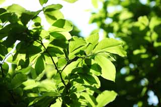 Foto, materieel, vrij, landschap, schilderstuk, bevoorraden foto,Het seizoen van hét vers groen, Vroege zomer, Knop, Hét vers groen, Vel