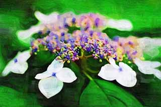 Illust, materieel, vrij, landschap, schilderstuk, schilderstuk, kleuren potlood, crayon, werkje,Hydrangea macrophylla, Hydrangea, , , De regentijd