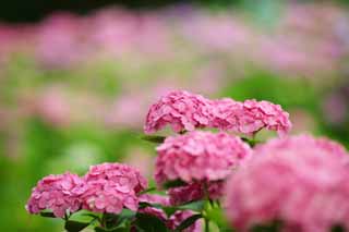 Foto, materieel, vrij, landschap, schilderstuk, bevoorraden foto,Zeg Zigzagen hydrangea, Hydrangea, , , De regentijd