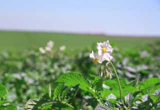 Foto, materieel, vrij, landschap, schilderstuk, bevoorraden foto,Binnen de aardappel veld, Groen, Veld, , 