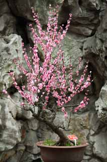 Foto, materieel, vrij, landschap, schilderstuk, bevoorraden foto,De bloem van de Yuyuan Garden pruim, Joss huis tuinieren, , Weg van vertaken, Bonsai