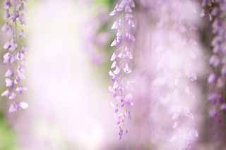 Foto, materieel, vrij, landschap, schilderstuk, bevoorraden foto,Hét wisteria traliewerk van Byodo-in De tempel, Purper, , Jap wistaria, 