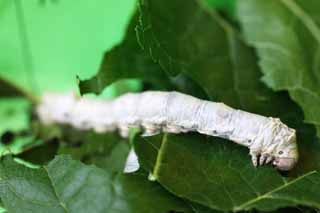 Foto, materieel, vrij, landschap, schilderstuk, bevoorraden foto,De larve van hét silkworm, Zijden, Silkworm, Textiel, Groene rups