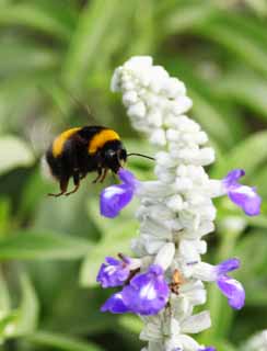 Foto, materieel, vrij, landschap, schilderstuk, bevoorraden foto,Hommel, Bee, , , Hersenschim