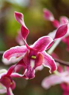 Foto, materieel, vrij, landschap, schilderstuk, bevoorraden foto,De orchidee van hét paarsachtig rood, Een orchidee, , Kroonblad, Ik ben prachtig