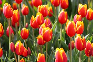 Foto, materieel, vrij, landschap, schilderstuk, bevoorraden foto,Een tulp, Tulp, Kroonblad, Ik ben knap, Ik ben prachtig