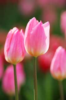 Foto, materieel, vrij, landschap, schilderstuk, bevoorraden foto,Een tulp, Tulp, Kroonblad, Ik ben knap, Ik ben prachtig