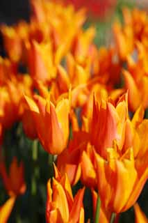 Foto, materieel, vrij, landschap, schilderstuk, bevoorraden foto,Een tulp, Tulp, Kroonblad, Ik ben knap, Ik ben prachtig