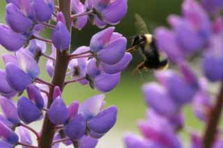 Foto, materieel, vrij, landschap, schilderstuk, bevoorraden foto,Schilderstuk incluis een bee, Bee, Lupine, Bloem, Insect