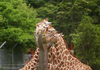 Foto, materieel, vrij, landschap, schilderstuk, bevoorraden foto,Giraffes, Giraffe, , Nek, 