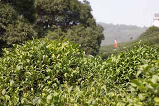 fotografia, materiale, libero il panorama, dipinga, fotografia di scorta,Una tè-foglia verde cinese, Tè, Tè Verde, Cinese prende il tè, piantagione di tè