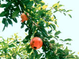 fotografia, materiale, libero il panorama, dipinga, fotografia di scorta,Frutte di melagrana, melagrana, frutta, , 