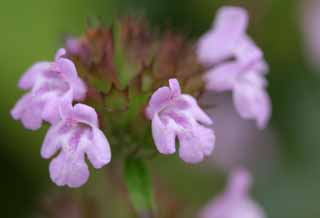 fotografia, materiale, libero il panorama, dipinga, fotografia di scorta,Piccoli fiori colori rosa, garofano, bello, , erba selvatica