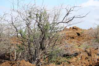 fotografia, materiale, libero il panorama, dipinga, fotografia di scorta,L'albero che cresce nel lavico, Green, Castano, Lavico, ramo