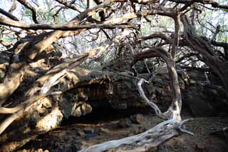 fotografia, materiale, libero il panorama, dipinga, fotografia di scorta,Una caverna del lavico, Lavico, albero morto, ramo, fessura