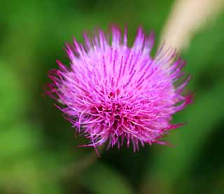 fotografia, materiale, libero il panorama, dipinga, fotografia di scorta,Thistle di dolce, , , , 