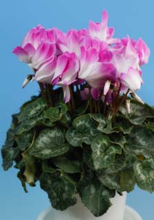 fotografia, materiale, libero il panorama, dipinga, fotografia di scorta,Ciclamino colore rosa, ciclamino, petalo, foglia, pianta messa in vaso