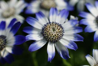 fotografia, materiale, libero il panorama, dipinga, fotografia di scorta,Urna cineraria blu, urna cineraria, Blu, pianta di indaco naturale, pianta messa in vaso