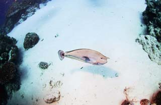 fotografia, materiale, libero il panorama, dipinga, fotografia di scorta,Un pesce e contatto visivo, Palau, pesce, tuffandosi, area sabbiosa