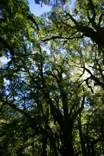 fotografia, materiale, libero il panorama, dipinga, fotografia di scorta,Foresta nativa energia, , , , 