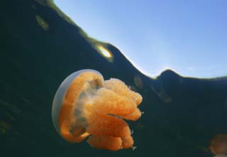 fotografia, materiale, libero il panorama, dipinga, fotografia di scorta,È vuoto con una medusa, medusa, , , 