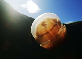 fotografia, materiale, libero il panorama, dipinga, fotografia di scorta,La medusa che accelera, medusa, , , 