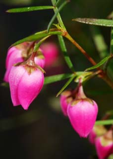 fotografia, materiale, libero il panorama, dipinga, fotografia di scorta,Un fiorellino colore rosa, Io sono profondo rosso, Garofano, gemma, petalo