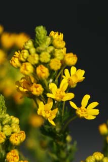 fotografia, materiale, libero il panorama, dipinga, fotografia di scorta,Un fiorellino giallo, Giallo, fiorellino, gemma, petalo