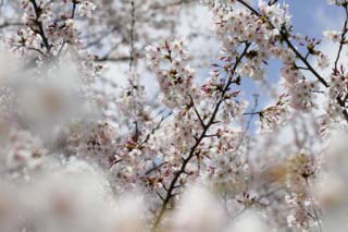 fotografia, materiale, libero il panorama, dipinga, fotografia di scorta,Primavera di un Yoshino albero ciliegio, albero ciliegio, , , Yoshino albero ciliegio