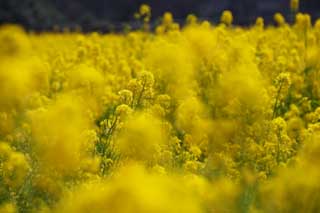 fotografia, materiale, libero il panorama, dipinga, fotografia di scorta,Fiori di stupro, stupri fiore, NanoHana, Giallo, 