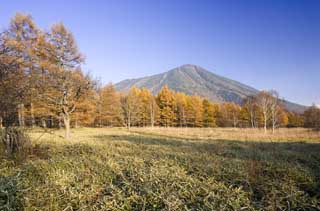 fotografia, materiale, libero il panorama, dipinga, fotografia di scorta,Senjogahara in fine di autunno, Erba di bambù, Foglie colorate, Giallo, cielo blu