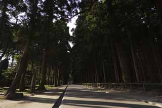 fotografia, materiale, libero il panorama, dipinga, fotografia di scorta,Albero di Suginami di Tempio di Zuigan-ji di Matsushima, Albero di Suginami, ombra, si avvicini a sacrario, Tempio buddista e sacrario di Scintoismo