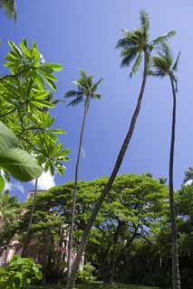 fotografia, materiale, libero il panorama, dipinga, fotografia di scorta,Il cielo hawaiano, albero di cocco, Il sole, Lasi, cielo blu