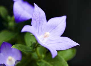 fotografia, materiale, libero il panorama, dipinga, fotografia di scorta,Una campanula, Io vengo, e è oggi, campanula, , 