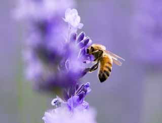 fotografia, materiale, libero il panorama, dipinga, fotografia di scorta,È un'ape ad una lavanda, lavanda, , ape, 