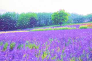 illust, materiale, libero panorama, ritratto dipinto, matita di colore disegna a pastello, disegnando,Un campo color lavanda di crepuscolo, lavanda, giardino floreale, Violetta bluastra, Herb